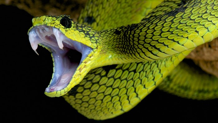 Striking Close-Up of a Venomous Green Mamba Snake