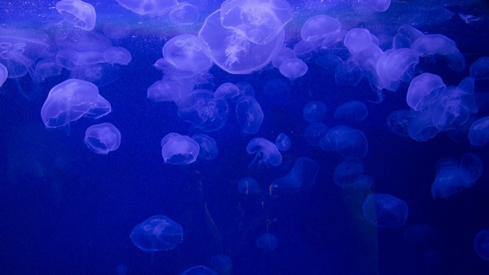 A group of translucent jellyfish in blue water