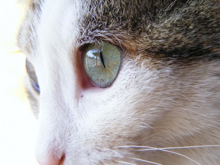 Close up of a cat's eye