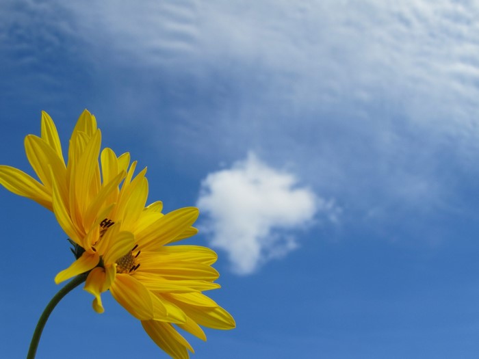 Yellow flower against blue sky with clouds