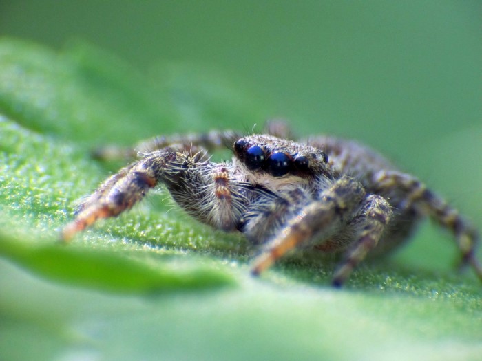 Macro photography of a jumping spider on a green leaf