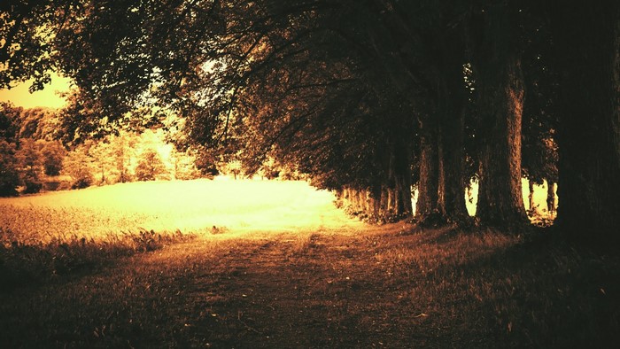 Path through a sunlit forest with trees