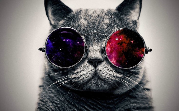 Close up of a cat wearing galaxy-themed sunglasses