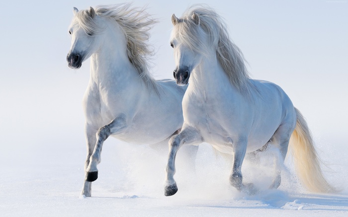 cute animals, 5K, snow, horses, winter