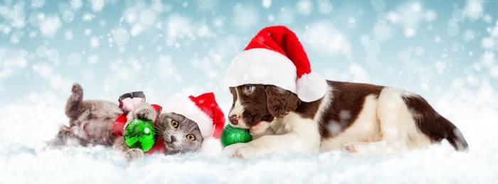 Cute kitten and puppy with Christmas hats and ornaments