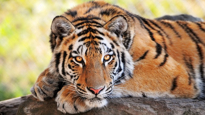 Tiger lying on a rock