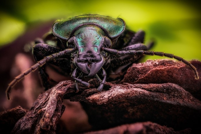 Close-up macro photography of a green beetle on wood