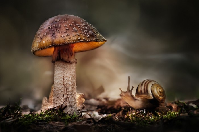 Snail and mushroom in a forest macro shot