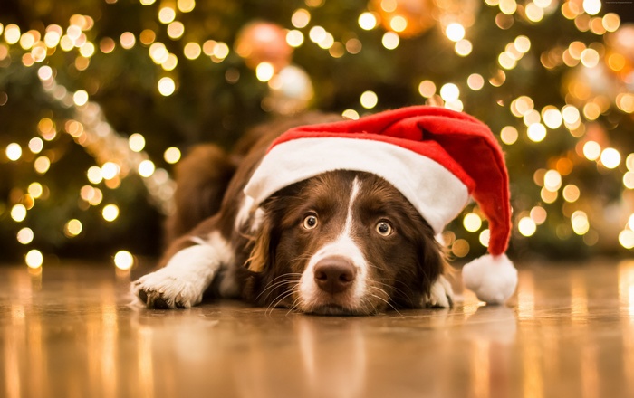 Dog wearing Santa hat in front of Christmas tree