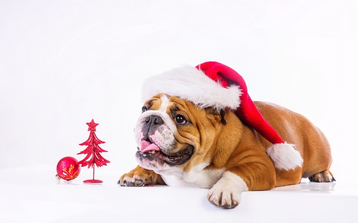 English Bulldog wearing Santa hat with Christmas decorations