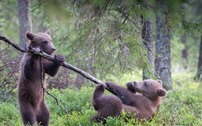 Two young brown bears playing with a branch in a forest