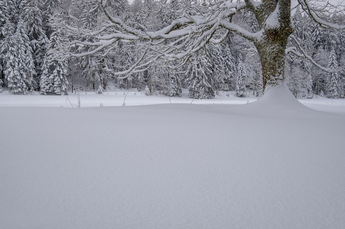 Snowy landscape with trees and a large snow-covered tree in the foreground