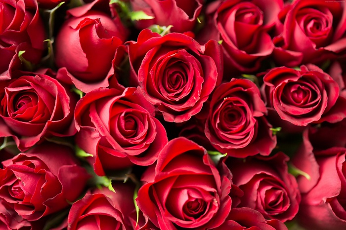 4K Red Roses