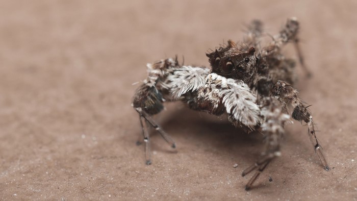 Macro photography of a fuzzy jumping spider
