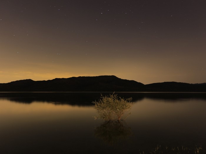 Tree in lake under starry night sky