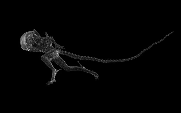 Xenomorph from Aliens movie