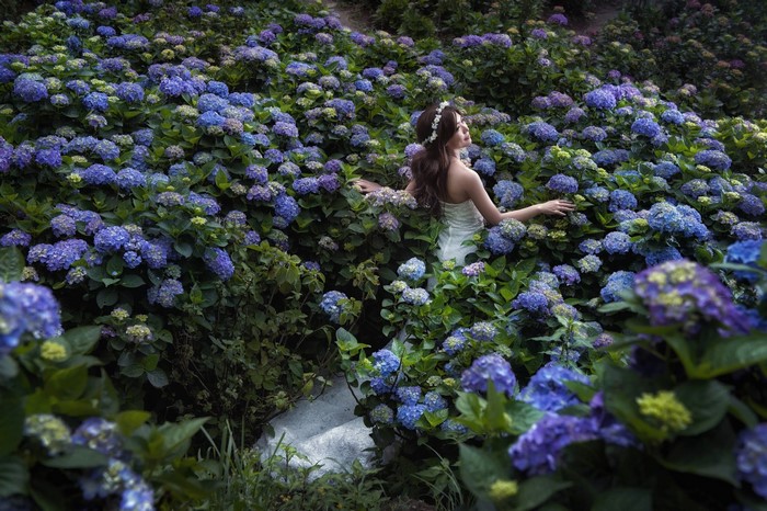 Woman in a white dress surrounded by hydrangeas