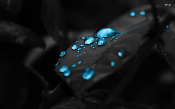 Close-up of blue water drops on a dark leaf