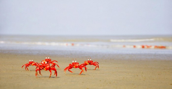Red crabs on a sandy beach with the ocean in the background