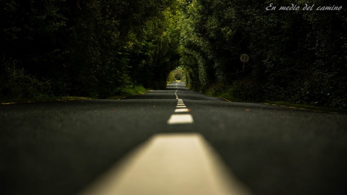 Road through a tree tunnel with speed limit sign