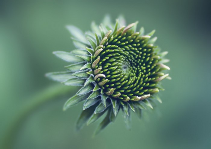 Green flower bud with spiraling petals