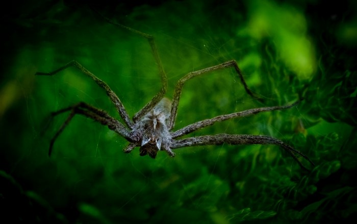 Close-up of a spider on a web with green foliage