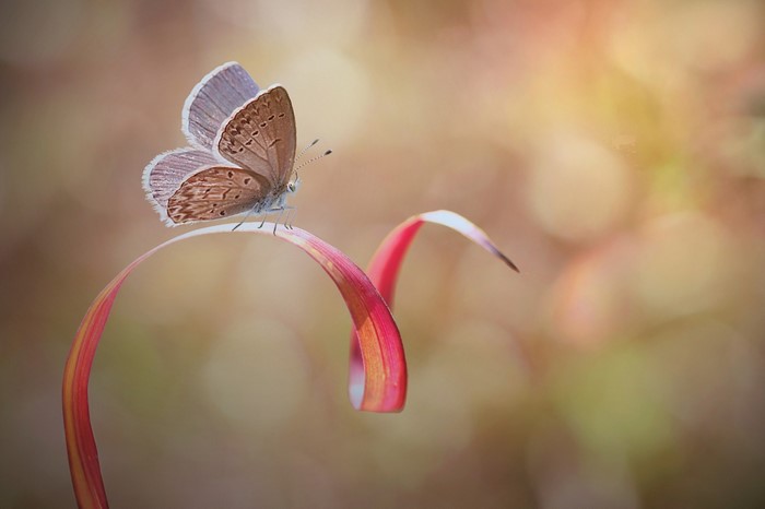 Butterfly resting on a curled red leaf with bokeh background
