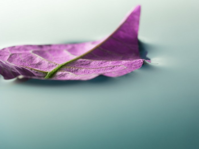 Purple leaf floating on water with shallow depth of field