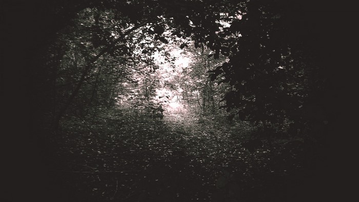 Dark forest path with sunlight filtering through trees