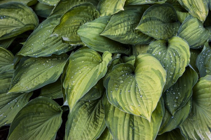Green hosta leaves with water droplets