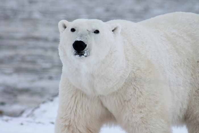 Polar Bear in Snow