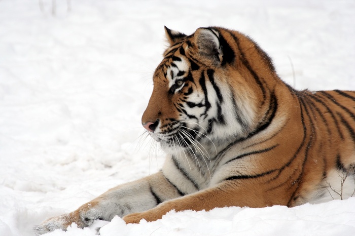 Tiger lying in the snow