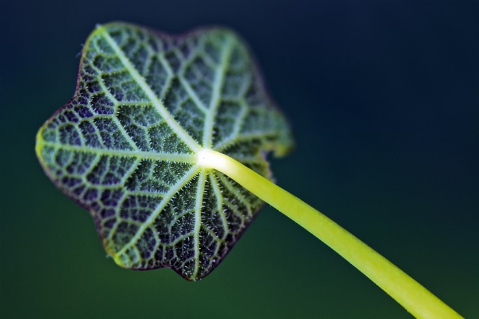 Close-up of a green leaf with visible veins and stem