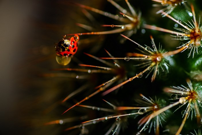 Ladybug on a cactus with water drops