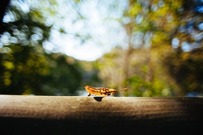 Autumn leaf on a wooden surface with bokeh background