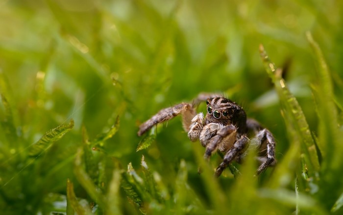 Jumping spider on green moss, macro photography