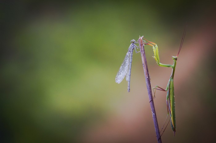 Praying Mantis and Damselfly on a Stem
