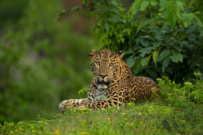 Leopard resting on a grassy hill with green foliage