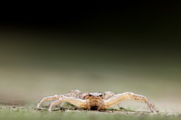 Close-up macro photography of a crab spider
