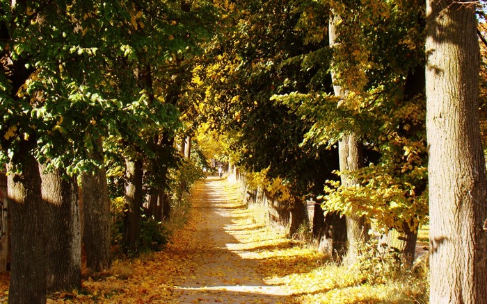 Autumn path lined with trees and fallen leaves
