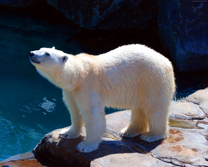 4K Polar Bear