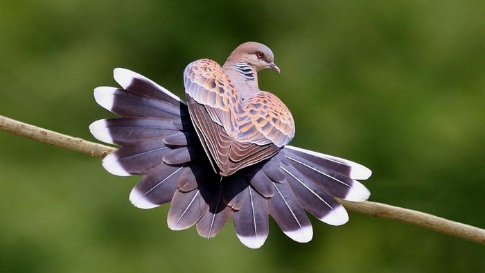 Turtle Dove perched on a branch with fanned tail