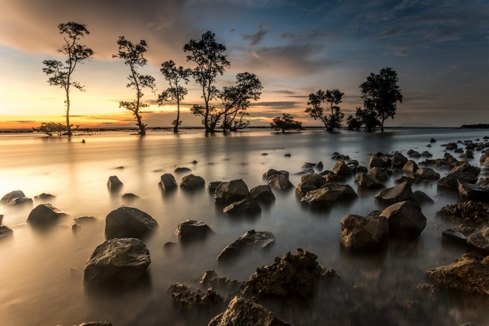 Trees and rocks in the sea at sunset
