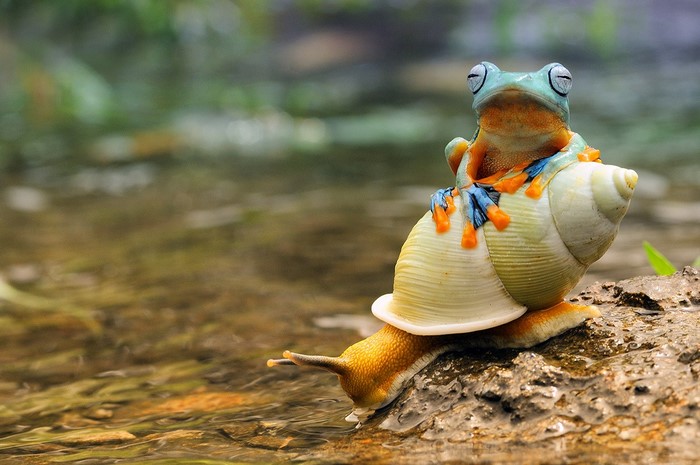 Frog riding a snail on a log near water