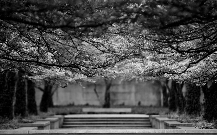 Monochrome photography of trees and a stone staircase