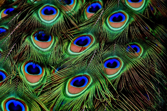 Close-up of Peacock Feathers