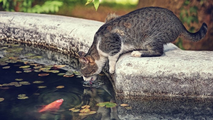 Cat drinking water from a pond with a koi fish