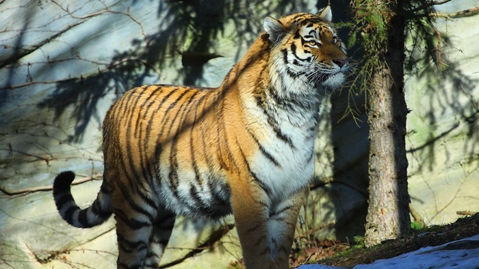 Tiger standing in a forest with snow