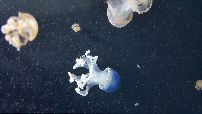 Several jellyfish swimming in dark water
