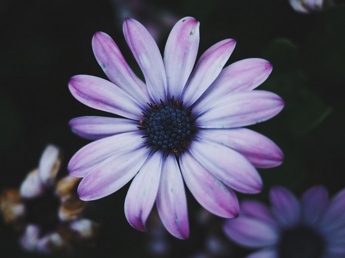 Close up of a purple daisy flower